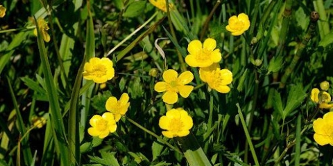 Kako se zove zelje koje liči na peršun